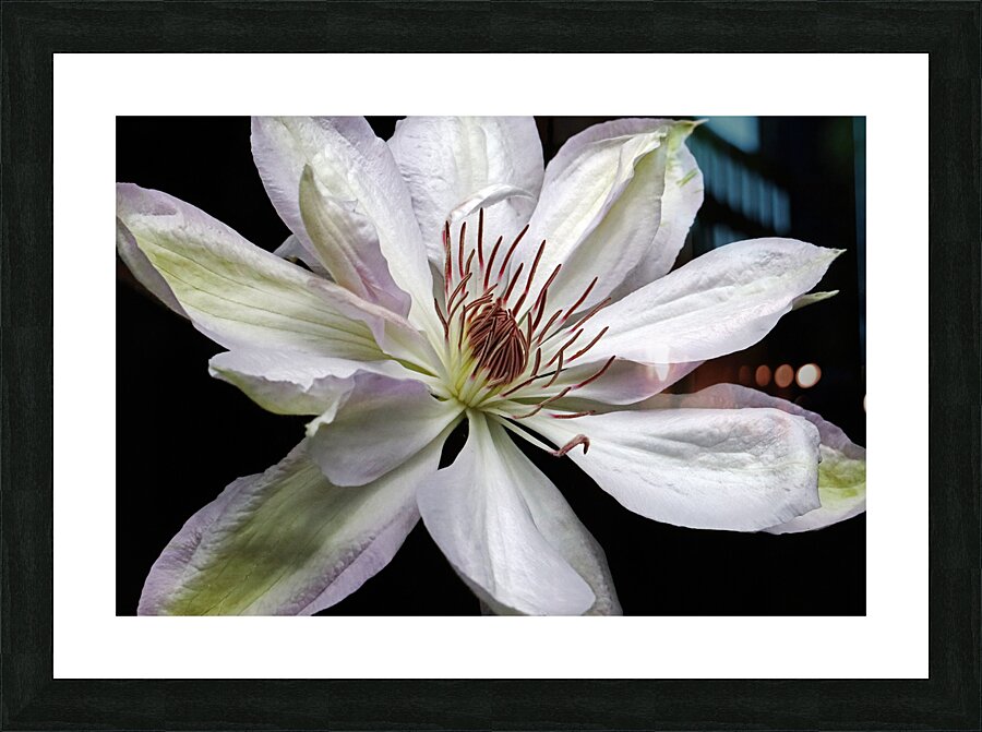 Hints Of Purple Clematis Picture Frame print