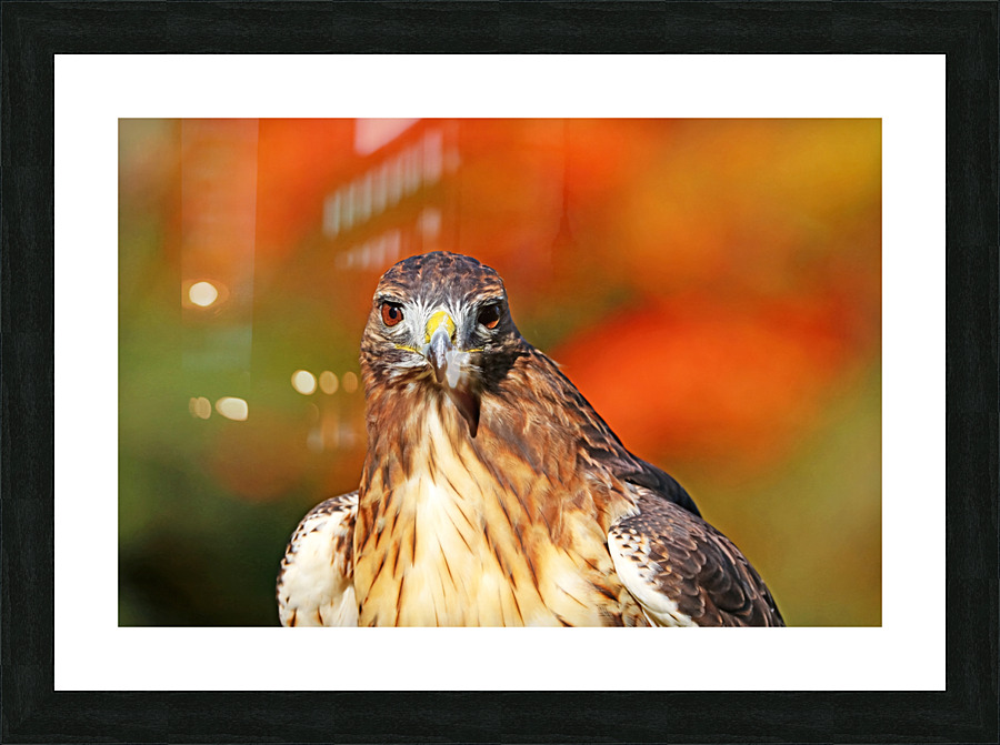 Red Tailed Hawk Stare Picture Frame print