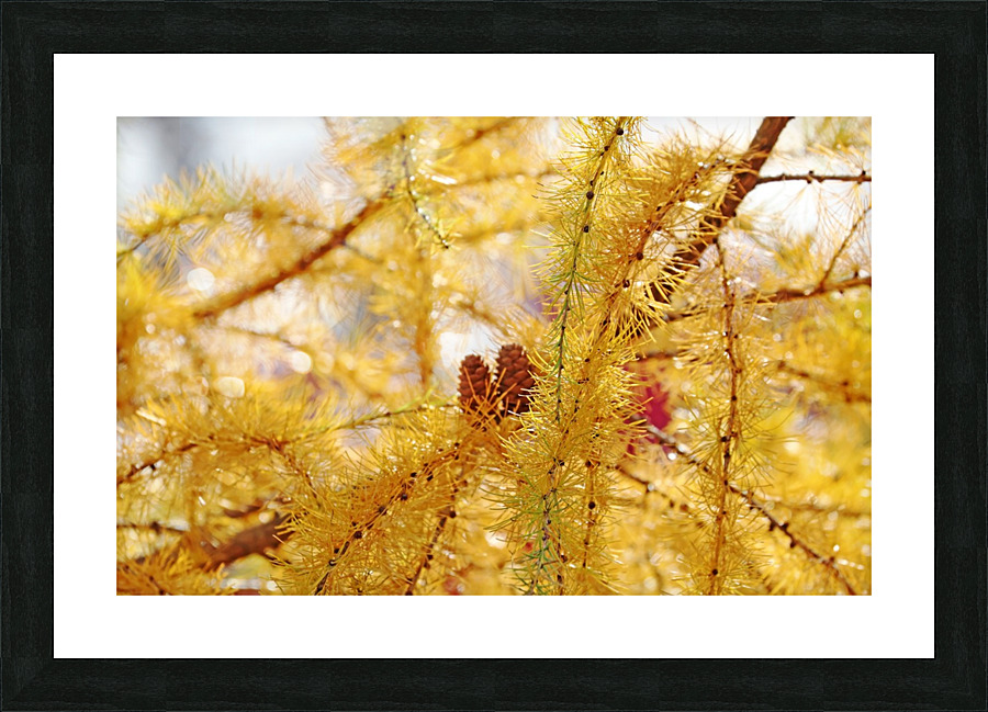 Tamarack Gold Picture Frame print