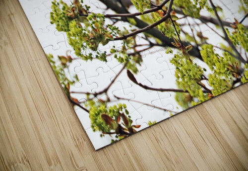 Yellow Warbler In Spring Maple Tree Deb Oppermann puzzle