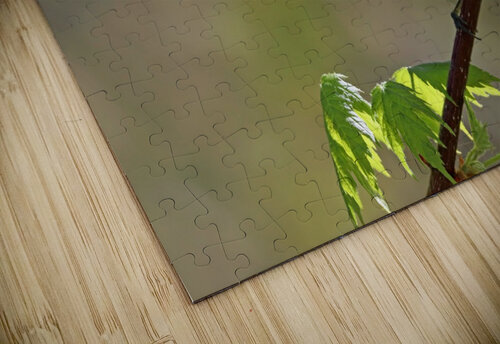 Chestnut Sided Warbler In Maple Tree Deb Oppermann puzzle