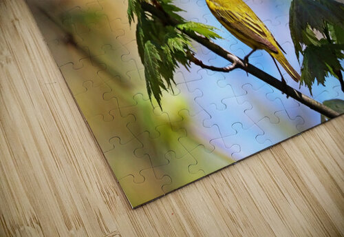 Yellow Warbler In Maple Tree Deb Oppermann puzzle