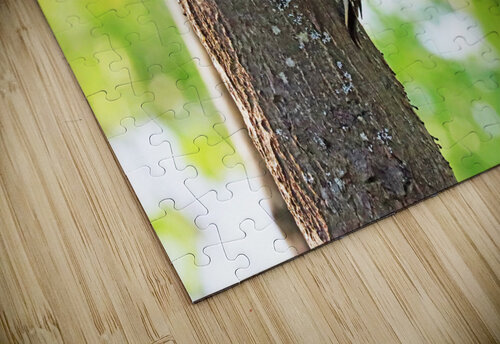 Hairy Woodpecker Posing Deb Oppermann puzzle