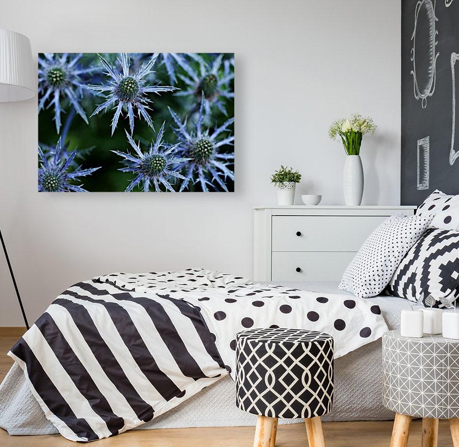 Prickly Blue Stars Reproduction