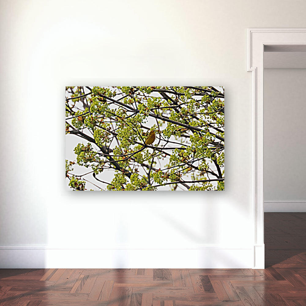 Yellow Warbler In Spring Maple Tree Reproduction