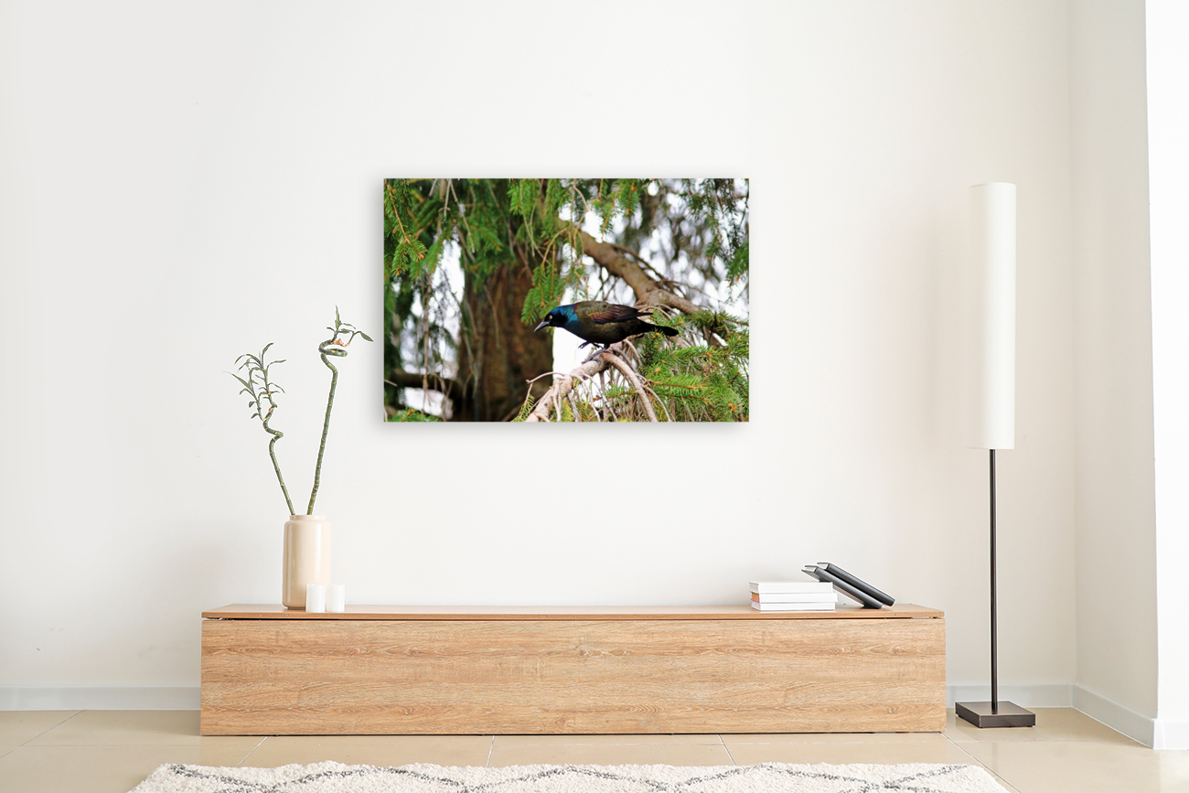 Grackle Iridescent Plumage Reproduction