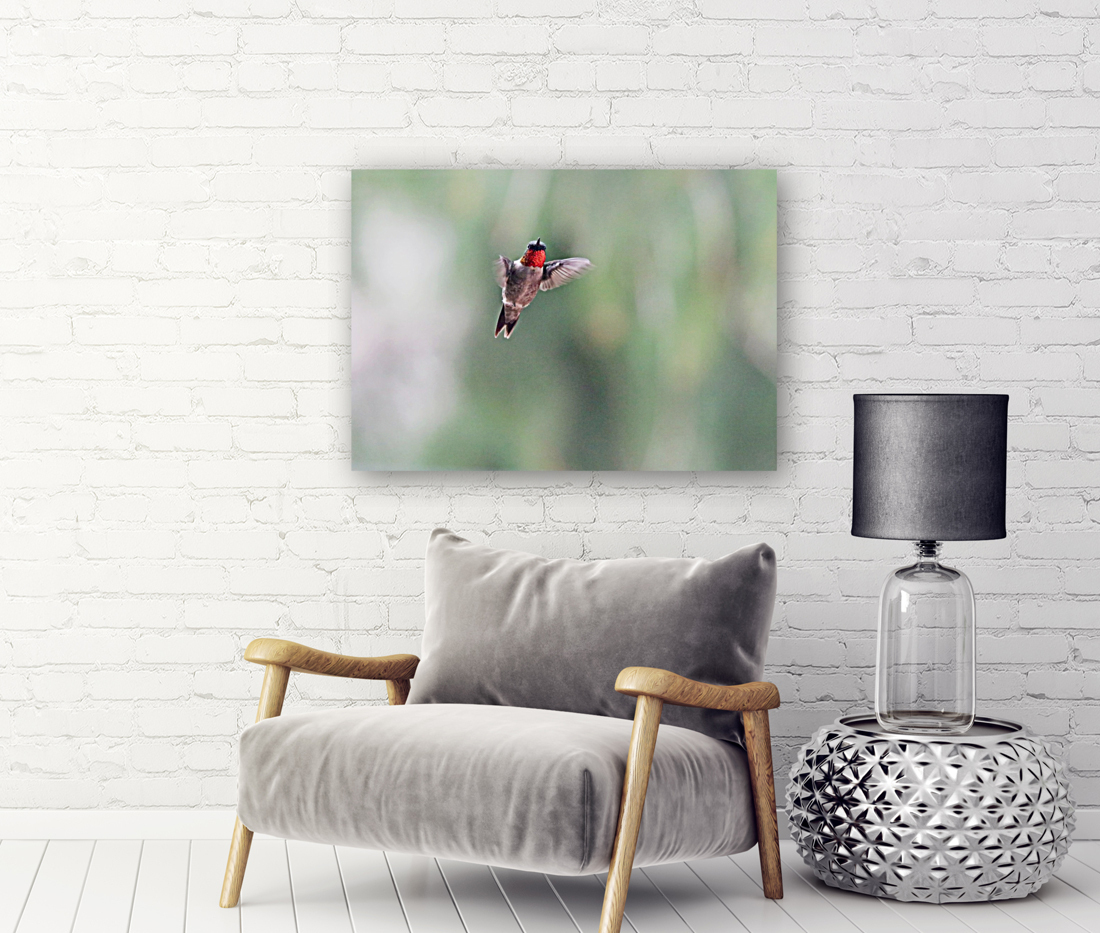 Ruby Throat Reproduction