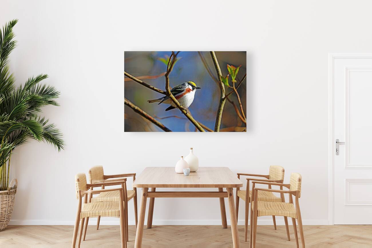 Chestnut Sided Warbler Highlighted In Morning Light Reproduction