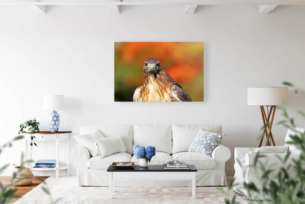 Red Tailed Hawk Stare Reproduction