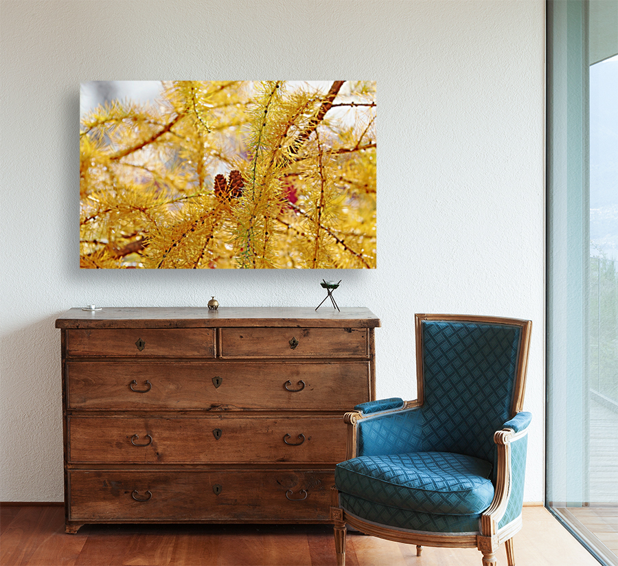 Tamarack Gold Reproduction