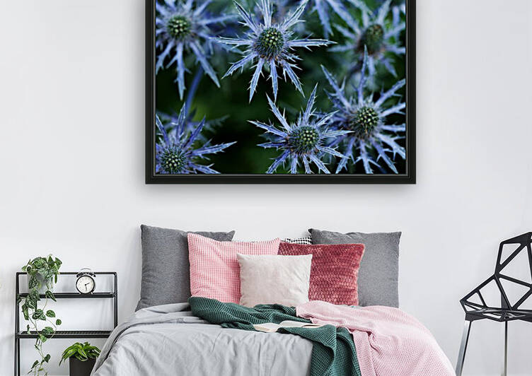 Prickly Blue Stars by Deb Oppermann
