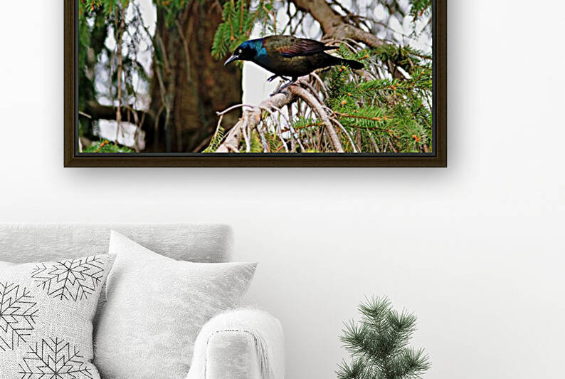 Grackle Iridescent Plumage by Deb Oppermann