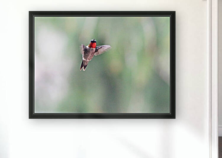 Ruby Throat by Deb Oppermann