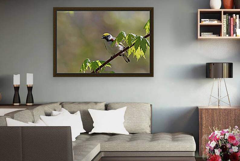 Chestnut Sided Warbler In Maple Tree by Deb Oppermann