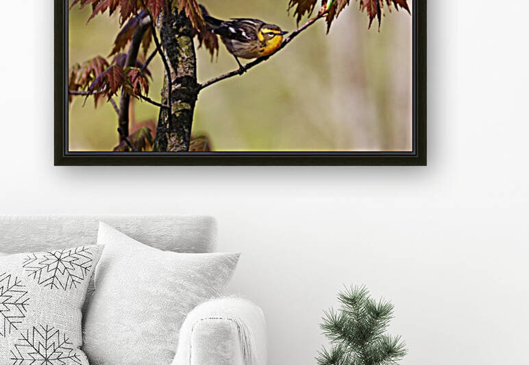 Blackburnian Warbler In Maple Tree by Deb Oppermann