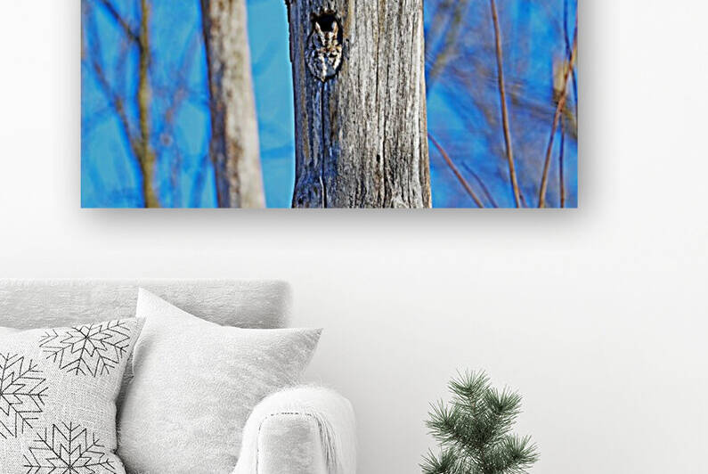 Sleepy Eastern Screech Owl by Deb Oppermann