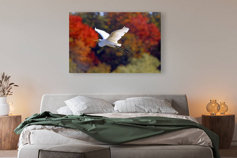 Great White Egret And Fall Colours by Deb Oppermann