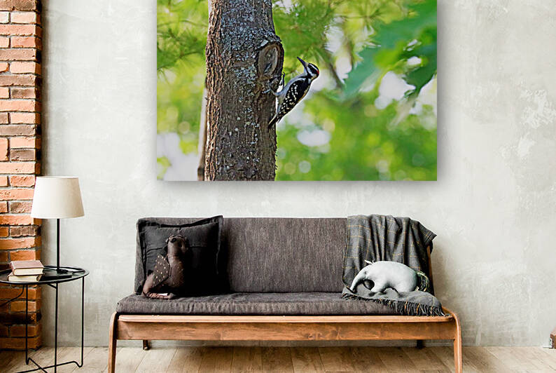 Hairy Woodpecker Posing by Deb Oppermann