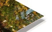 An Autumn Walk HD Metal print