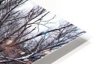 Pond In The Woods HD Metal print