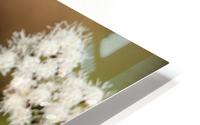 The Painted Lady HD Metal print