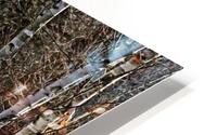Birches And Dogwood HD Metal print