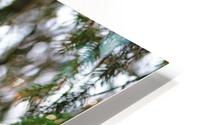 Grackle Iridescent Plumage HD Metal print