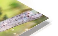 Eastern Phoebe Perched HD Metal print