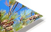 Merlin And Pine Cones I HD Metal print