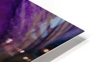 Purple And White Iris HD Metal print