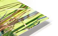 Green Heron Perfect Pose HD Metal print