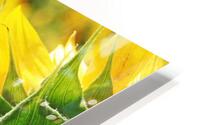Looking Back Sunflower I HD Metal print
