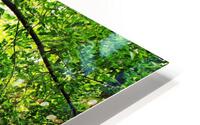 Kagawong River I HD Metal print