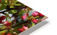 Spring Pink HD Metal print