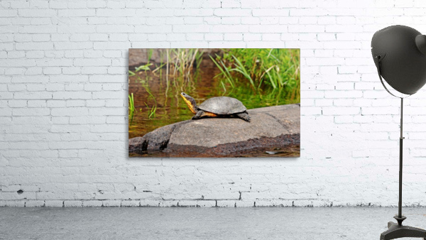 Basking Blandings Turtle Wall Preview
