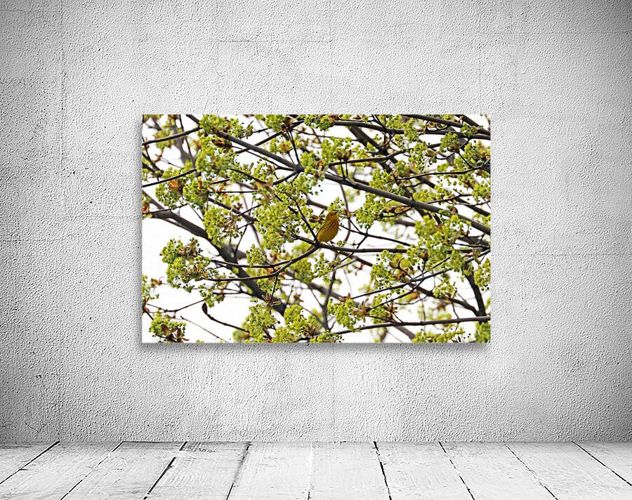 Yellow Warbler In Spring Maple Tree Wall Preview