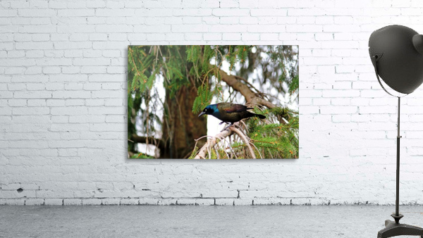 Grackle Iridescent Plumage Wall Preview
