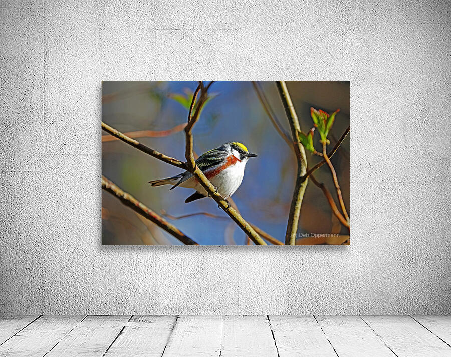 Chestnut Sided Warbler Highlighted In Morning Light Wall Preview