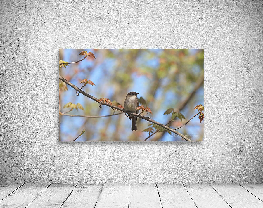 Eastern Phoebe In Spring Wall Preview