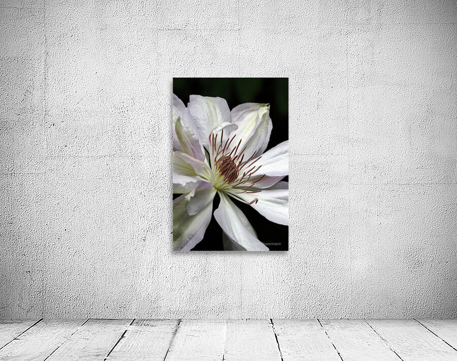 Hints Of Purple And Green Clematis Wall Preview