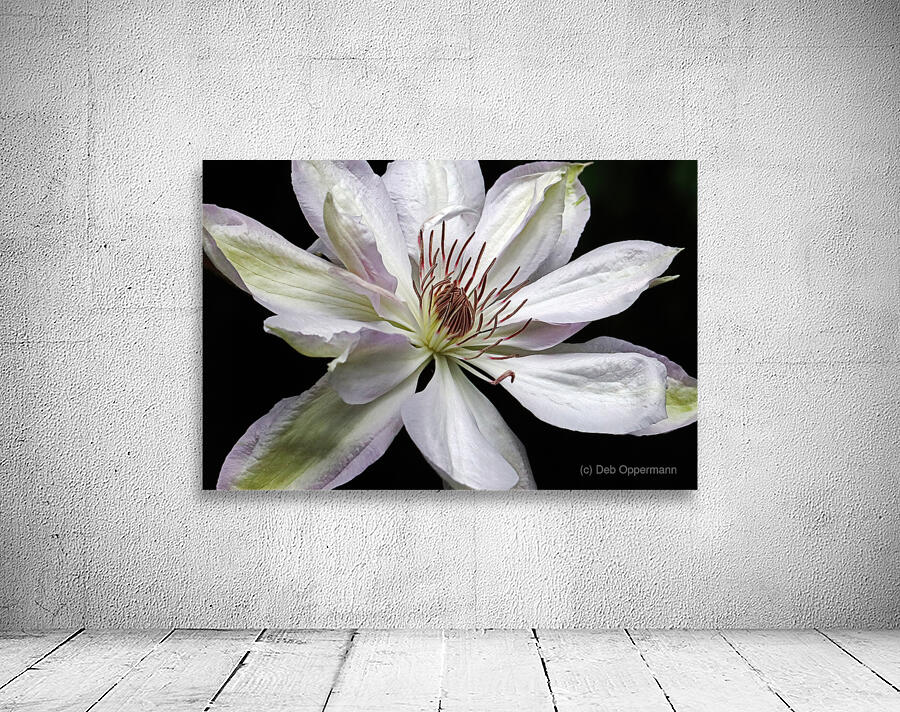 Hints Of Purple Clematis Wall Preview