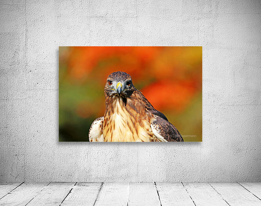 Red Tailed Hawk Stare Wall Preview