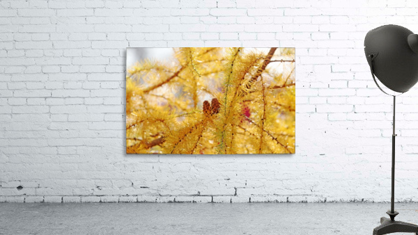 Tamarack Gold Wall Preview