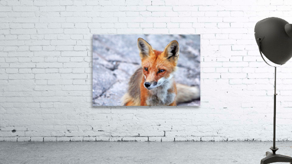 Red Fox Portrait Wall Preview