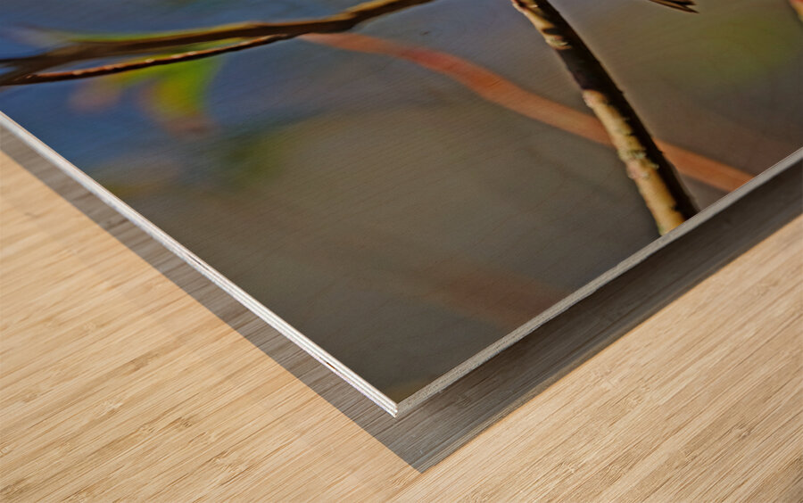 Chestnut Sided Warbler Highlighted In Morning Light Wood print