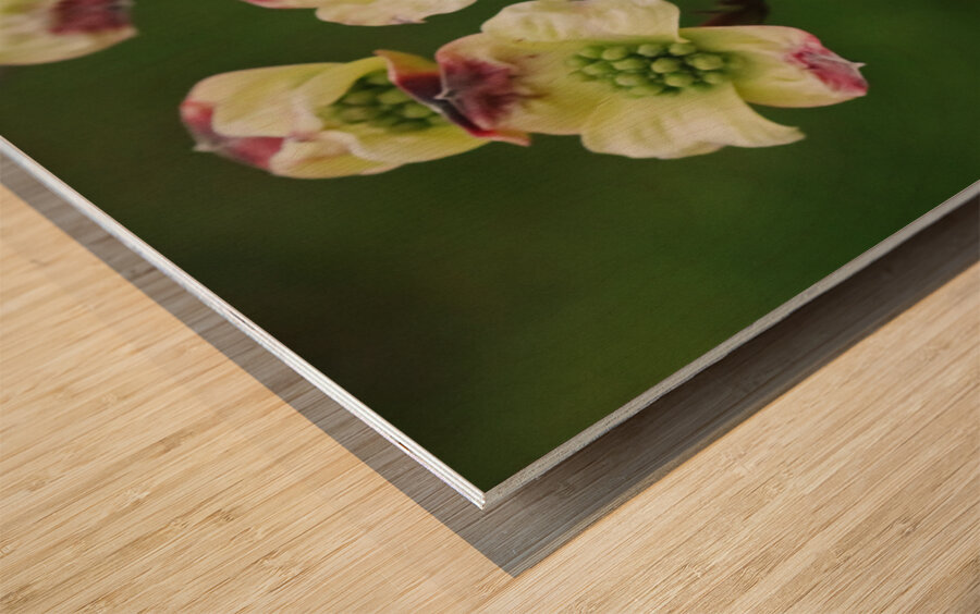 Yellow Dogwood Wood print