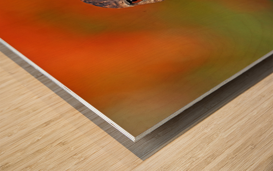 Red Tailed Hawk Stare Wood print