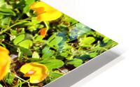 Cholog HD Metal print