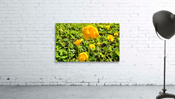Cholog Wall Preview