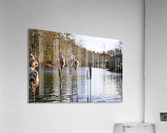 The Mill Pond 3 Acrylic Print